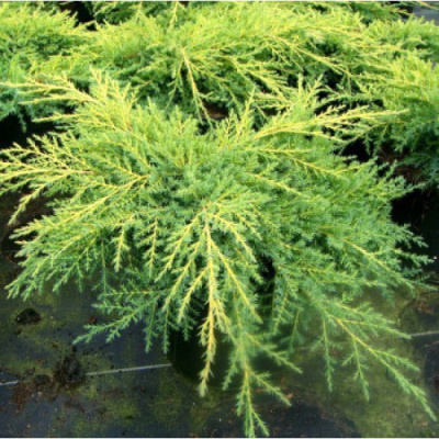 Можжевельник Пфитцериана Голд Киссен С3,10-15