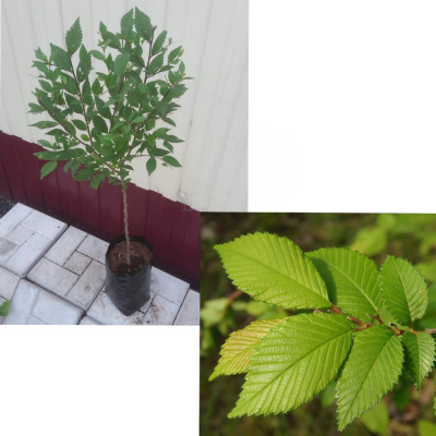 Вяз мелколистный (С2)