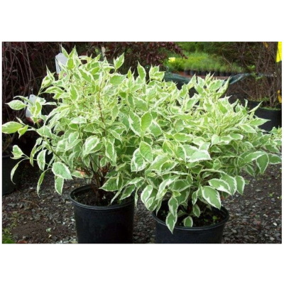 Дерен белый Сибирика Вариегата (С10)