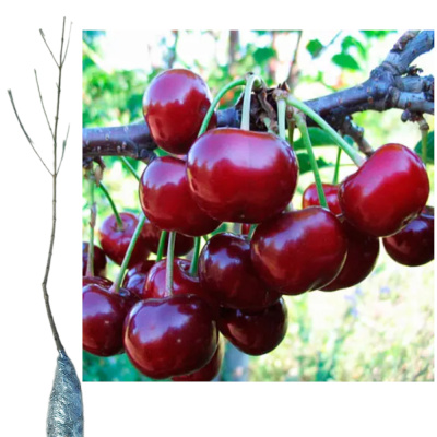 Вишня Тургеневка зкс