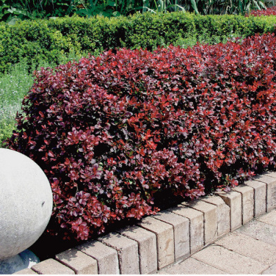 Барбарис Тунберга 'Atropurpurea nana'(Атропурпуреа нана"(С3;10-15)