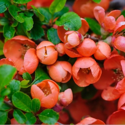 Айва (Хеномелес) великолепная Боуль де фё (С2)