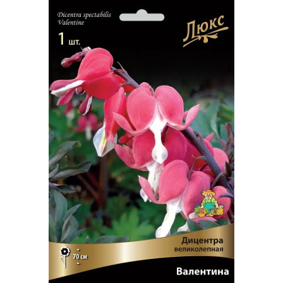 Дицентра великолепная Валентина*/К