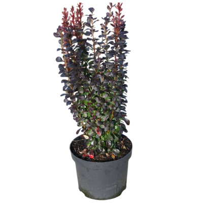 Барбарис Тун. Helmond Pillar с5/7,5 50-70