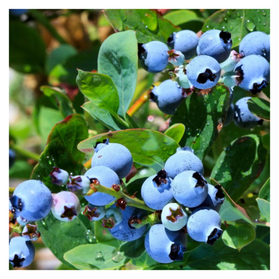 Голубика С2