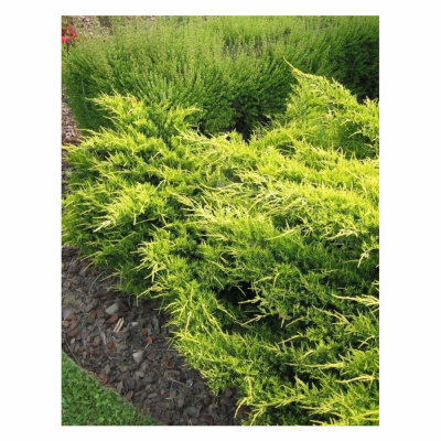 Можжевельник сред. Old Gold с2 15-20