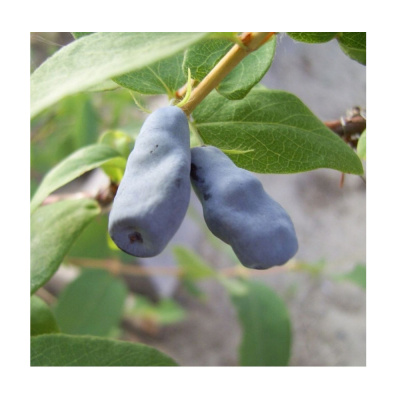 Жимолость съедобная Княгиня (С2)