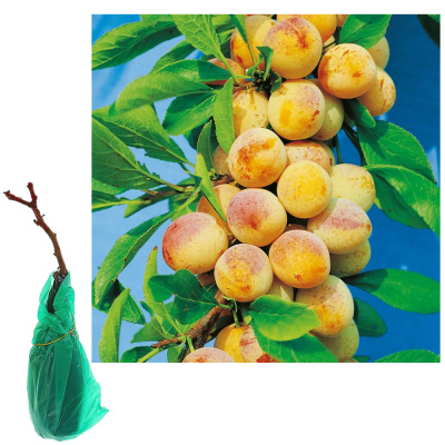 Слива русская (Алыча) пирамидальная Мирабелла/С