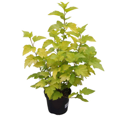 Пузыреплодник калинолистный Лютеус С3