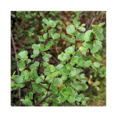 Береза карликовая (С2)