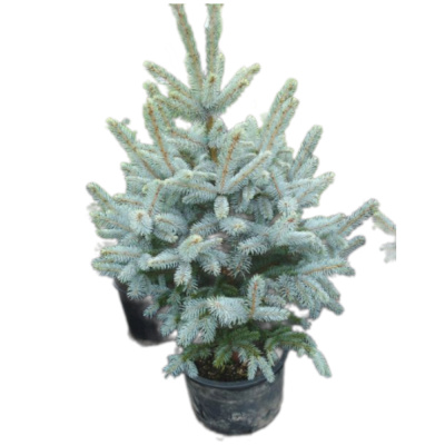 Ель колючая ФатАльберт С25/120-140