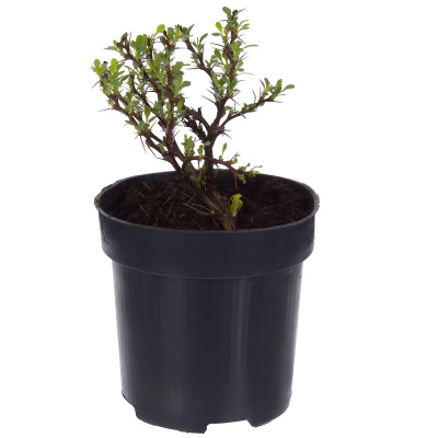 Барбарис Тун. Kobold с2 15-20