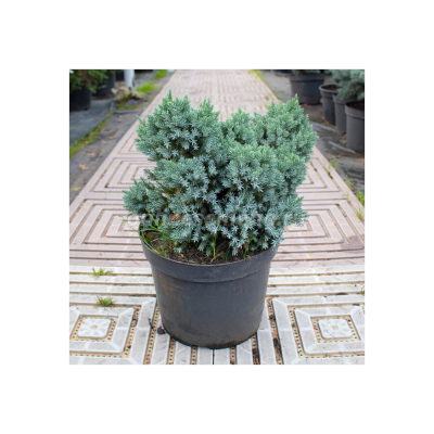 Можжевельник Блю Стар 17/35