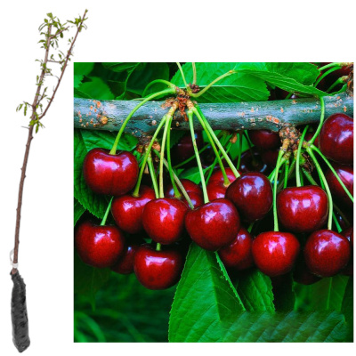 Вишня Энди крупноплодная зкс