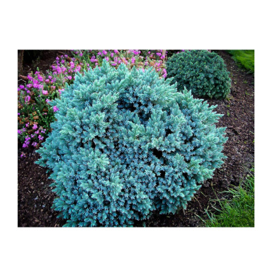 Можжевельник чеш Блю Стар С3