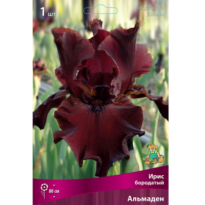 Ирис бородатый Альмаден/К