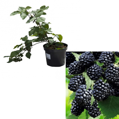 Ежевика/ (П)