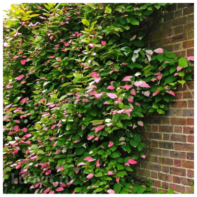 Актинидия коломикта Доктор Шимановски (самоплод)/ЦКор