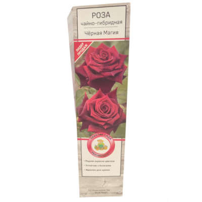 Роза чайно-гибридная Черная Магия/ЦКор