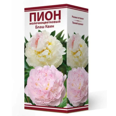 Пион молочноцветковый Блаш Квин 2-3/Кор