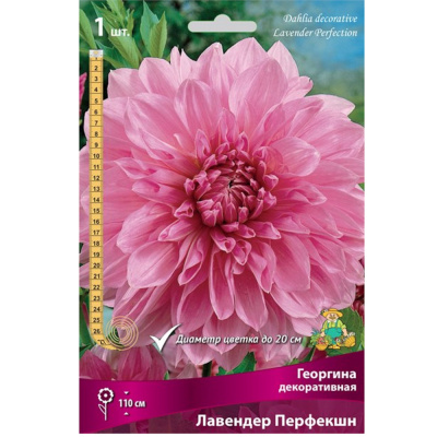 Георгина декоративная Лавендер Перфекшн I/К