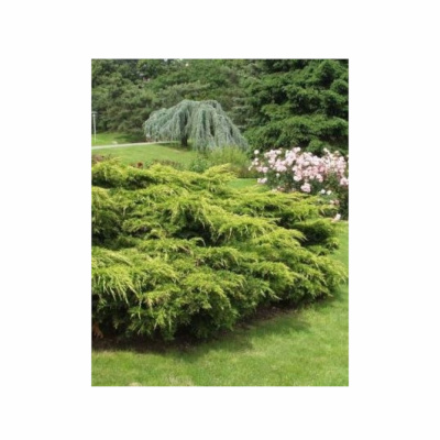 Можжевельник сред. Gold Coast (П)