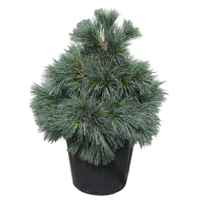 Сосна веймутова Макопин С12