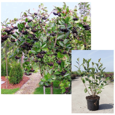 Арония черноплодная . . . 120-140. . С5. . .