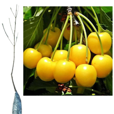 Черешня Янтарная 