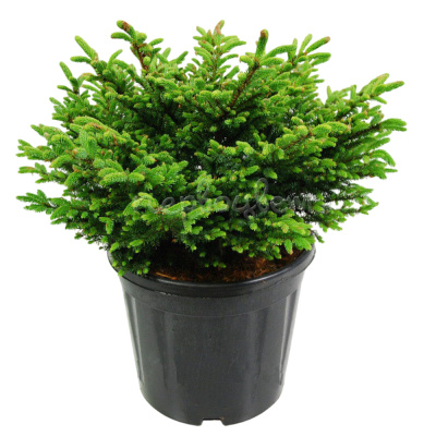 Пихта корейская Оберон C6