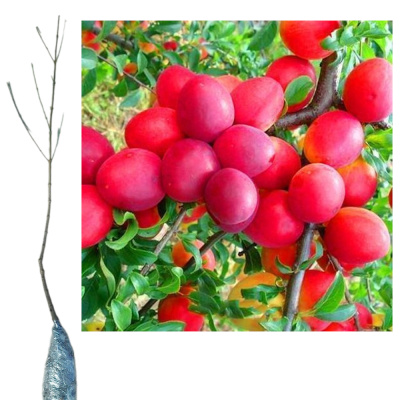 Алыча Кубанская Комета/