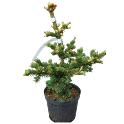 Ель колючая Лаки Страйк С20/70-90