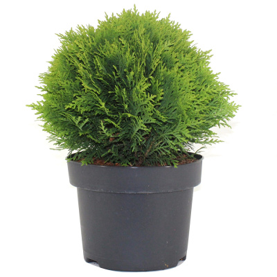 Туя Даника С3/15-20