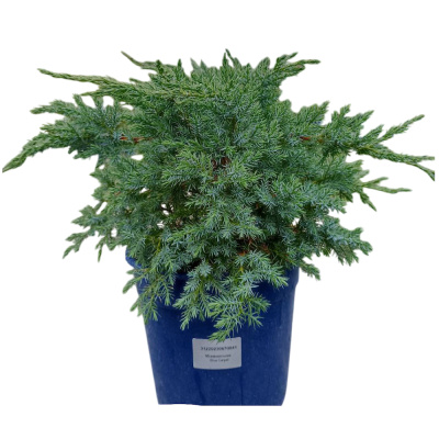 Можжевельник чеш.БлюКарпет С10/40-60