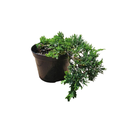 Можжевельник горизонтальный Вилтонии 16/20