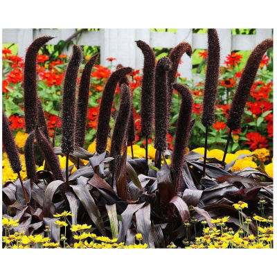 Щетинник сизый Величественный фиолетовый 3шт 150см (Сады России)