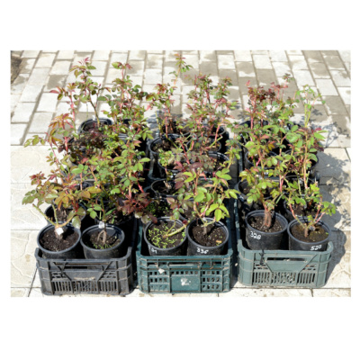 Роза миниатюрная в асс.