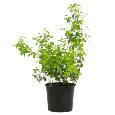 Жасмин садовый (Чубушник) Юннат (С5)