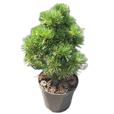 Сосна обык. Frensham с7,5 30-40