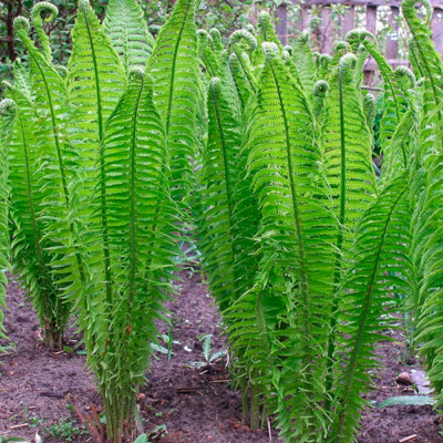 Страусник обыкновенный (П)