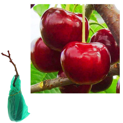 Вишня Чудо-вишня (дюк)/С