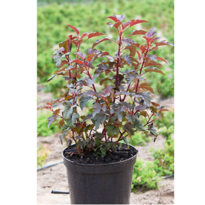 Пузыреплодник калинолистный Диабло С3