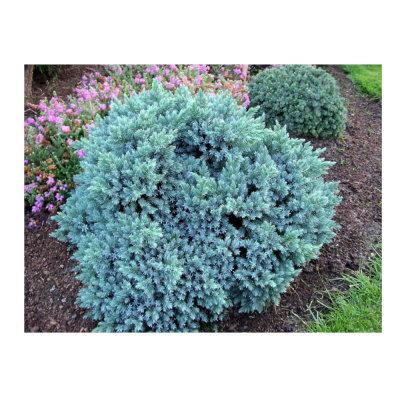 Можжевельник чешуйчатый Blue Star'. . . 20-40. . С10. . .