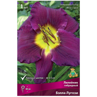Лилейник гибридный Бэлла Лугози/К