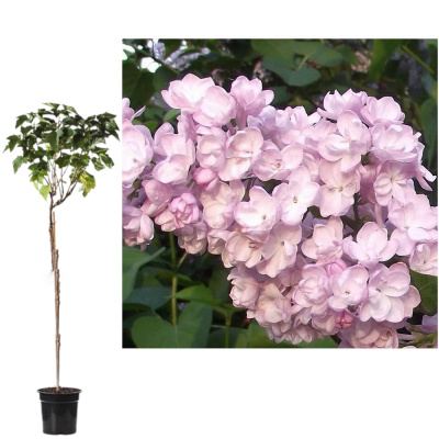 Сирень обыкновенная Милосердие (С3)