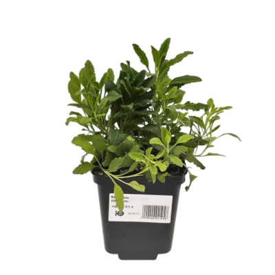 Вероника Р9