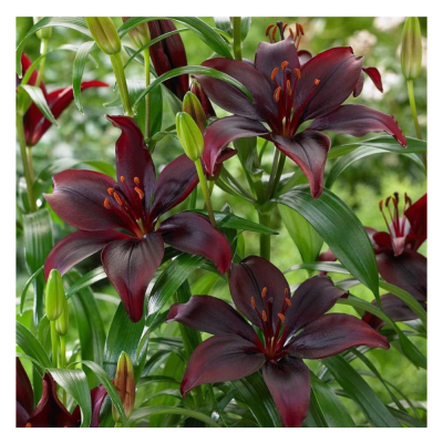 Лилия азиатская Блэк Лист 14-16/К 2шт