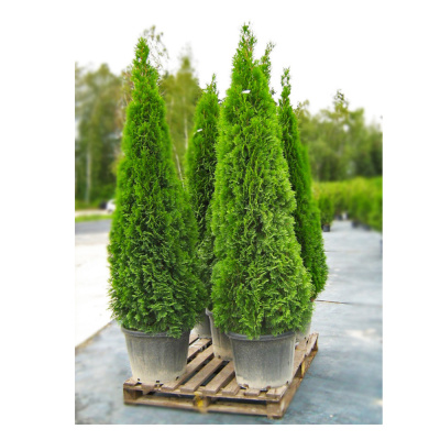 Туя западная Смарагд 80-100