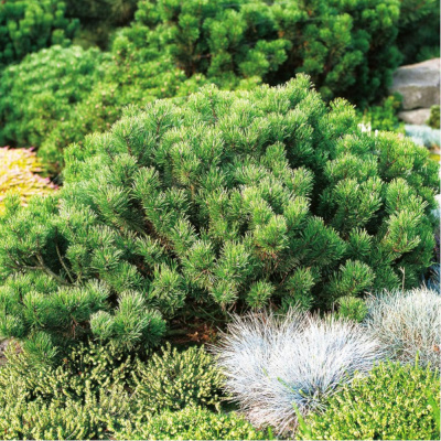 Сосна горная Пумилио С2/С3