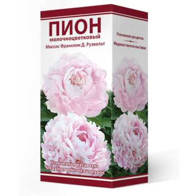 Пион молочноцветковый Миссис Франклин Д. Рузвельт 2-3/К